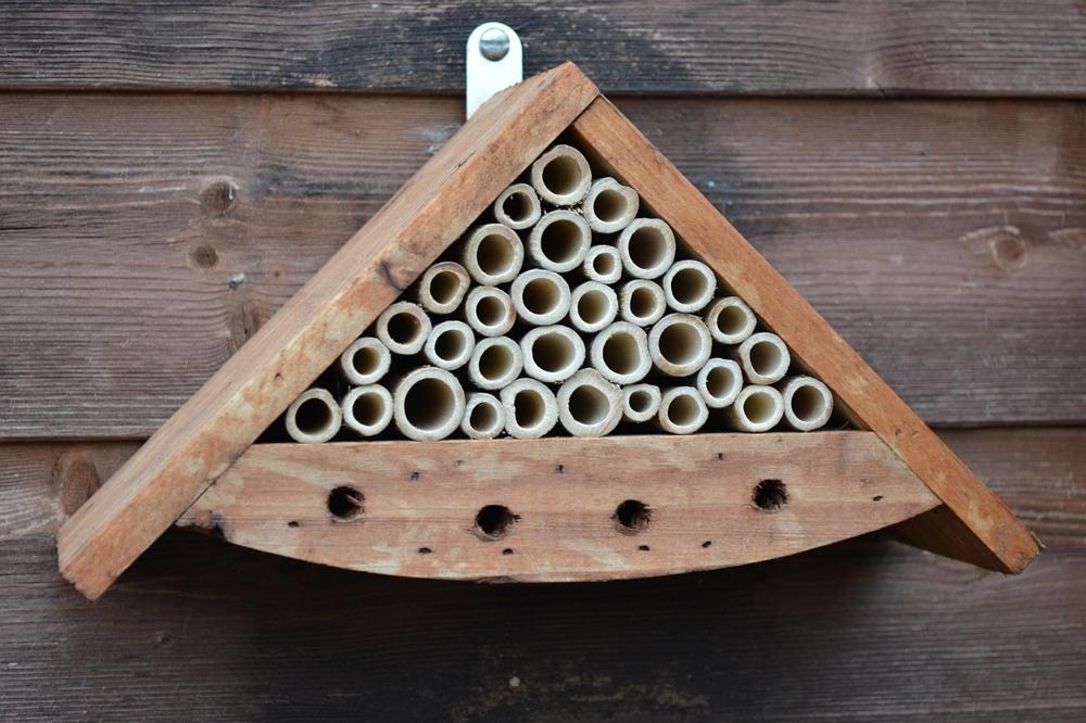 insect house
