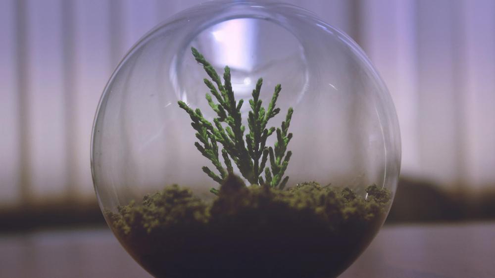 miniature terrarium