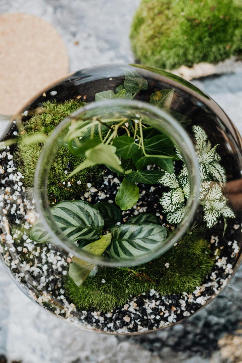 miniature terrarium