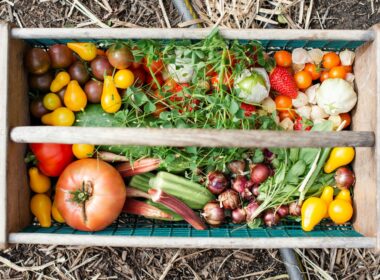 yellow and red tomatoes on green plastic crate