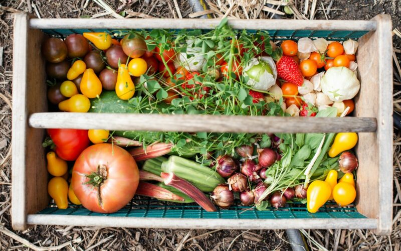 yellow and red tomatoes on green plastic crate